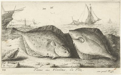 Sahilde iki yer Flesus siue Fletelet. la flez. (nesne üzerindeki başlık) Balık ve diğer deniz canlıları - tuzlu su ilk serisi (dizi başlığı) Çeşitli Especes de Poissons de mer (dizi başlığı) by Albert Flamen