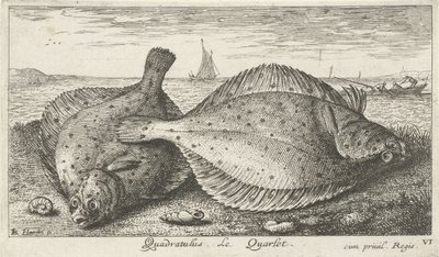 Sahilde iki yer Quadratulus. LeQuarlet. (nesne üzerindeki başlık) Balık ve diğer deniz canlıları - tuzlu su üçüncü serisi (dizi başlığı) Poissons de mer (dizi adı) by Albert Flamen