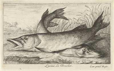 Bir nehir kıyısında iki mızrak Lucius. Le Brochet. (nesne üzerindeki başlık) Balık ve diğer deniz canlıları - tatlı su ilk serisi (dizi başlığı) Çeşitli Especes de Poissons d