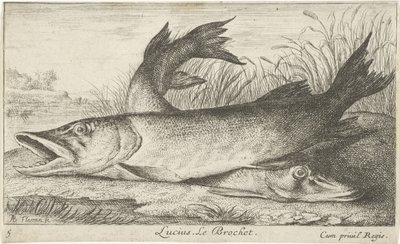 Lucius nehir kıyısında iki mızrak. Le Brochet. (nesne üzerindeki başlık) Balık ve diğer deniz hayvanları - tatlı su ilk serisi (dizi başlığı) Diverses Especes de Poissons d'eau douce (dizi başlığı) by Albert Flamen
