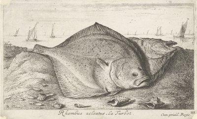 Sahilde iki kalkan Eşkenar dörtgen acleatus. Le Turbot. (nesne üzerindeki başlık) Balık ve diğer deniz canlıları - tuzlu su üçüncü serisi (dizi başlığı) Poissons de mer (dizi adı) by Albert Flamen