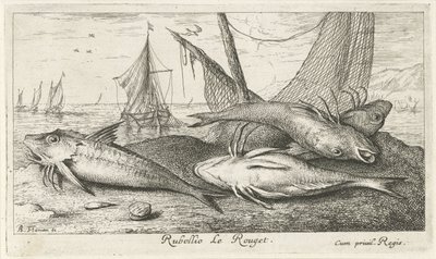 Sahilde dört barbunya Rubellio Le Rouget. (nesne üzerindeki başlık) Balık ve diğer deniz canlıları - tuzlu su ikinci serisi (dizi başlığı) Poissons de mer (dizi adı) by Albert Flamen