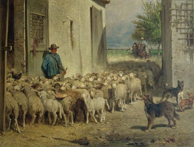 Koyun Ağı