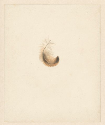 Bir tüyün incelenmesi by Albertus Steenbergen