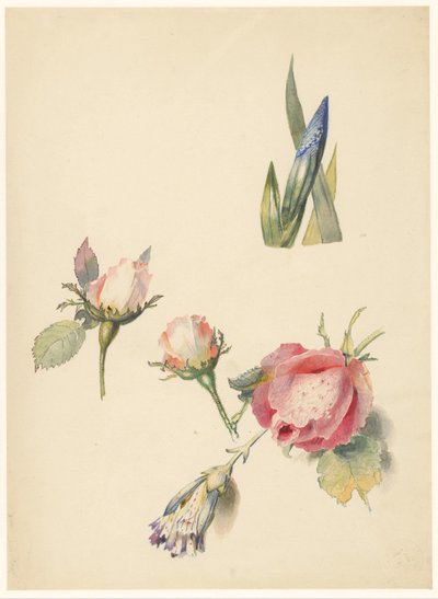 Üç gül ve bir iris ile çalışma sayfası by Albertus Steenbergen