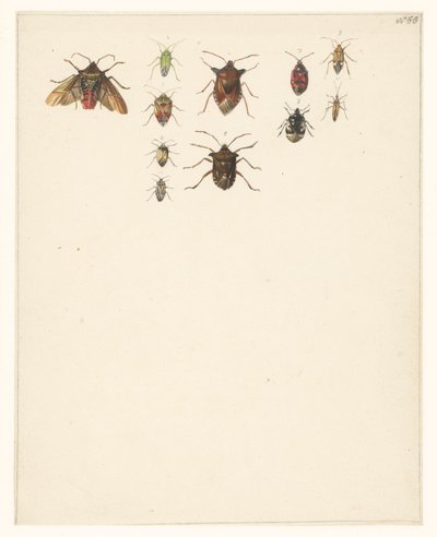 On bir farklı böceğin olduğu çalışma sayfası by Albertus Steenbergen