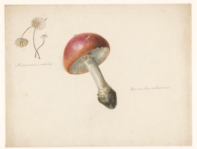 Mantarlı çalışma sayfası, Amanita Rubescens ve Marasmius Rotula by Albertus Steenbergen
