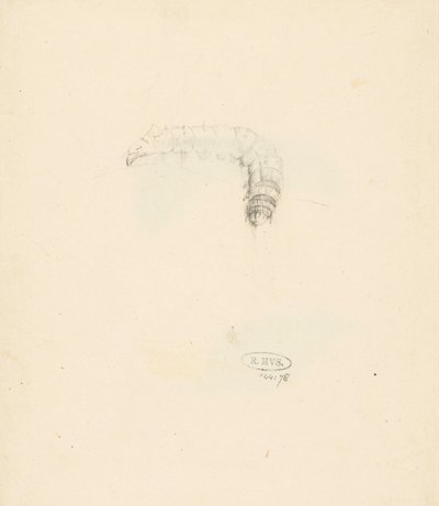 Tırtıllı çalışma sayfası, Lasiocampa Quireifolia by Albertus Steenbergen