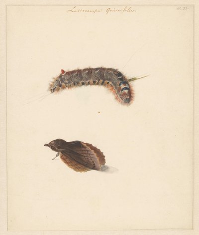 Tırtıl ve güveler ile çalışma sayfası, Lasiocampa Quireifolia by Albertus Steenbergen