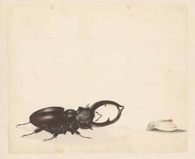 Uçan geyik ve yumurtadan yeni çıkmış güve ile çalışma sayfası by Albertus Steenbergen