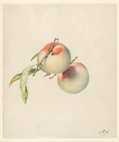 Saplarında iki şeftali by Albertus Steenbergen