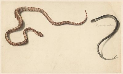 İki tropikal yılan by Albertus Steenbergen
