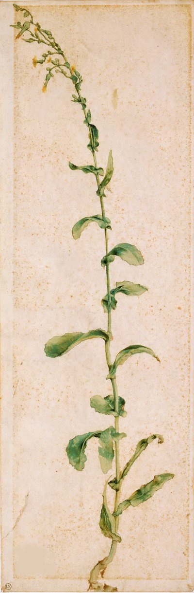 Bir Tütün Fabrikası, 16. yüzyılın ilk çeyreği.. by Albrecht Dürer