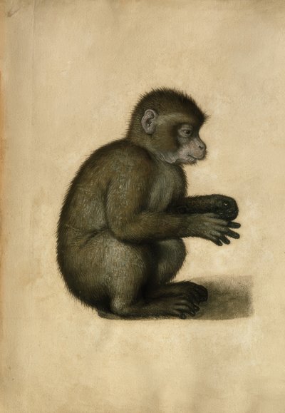 A.Dürer
