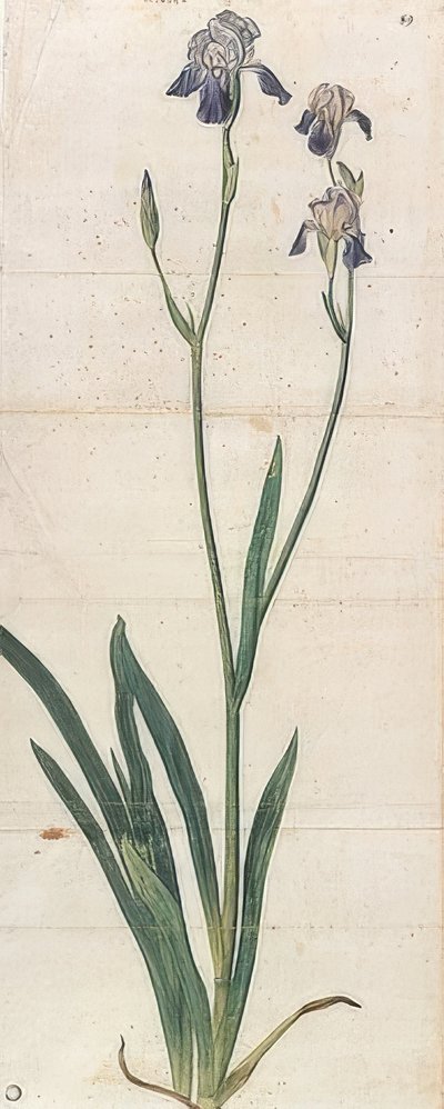 Mavi Çiçekli İris - İris Germanica (İris Trojana?). 1503 civarında by Albrecht Dürer