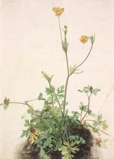 Düğünçiçekleri, Kızıl Yonca ve Muz, 1526. by Albrecht Dürer