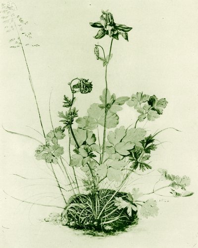 Kolombin by Albrecht Dürer