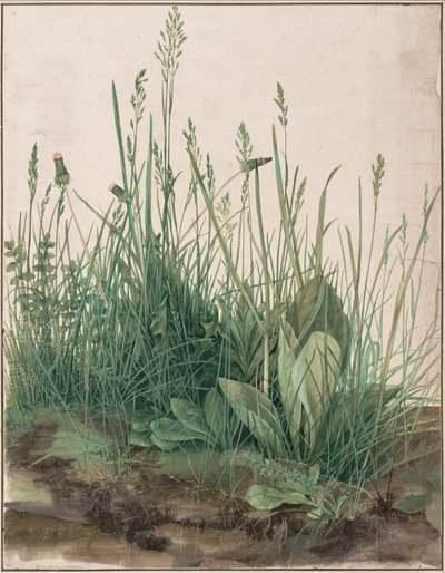 Büyük çim parçası by Albrecht Dürer
