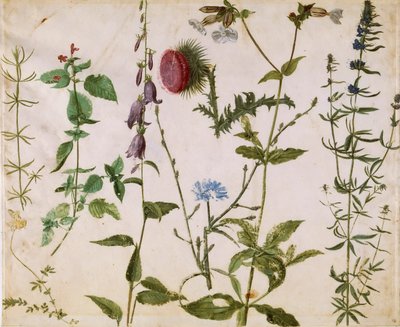 Kır Çiçekleri Üzerine Sekiz Çalışma, yaklaşık 1515-1520. by Albrecht Dürer
