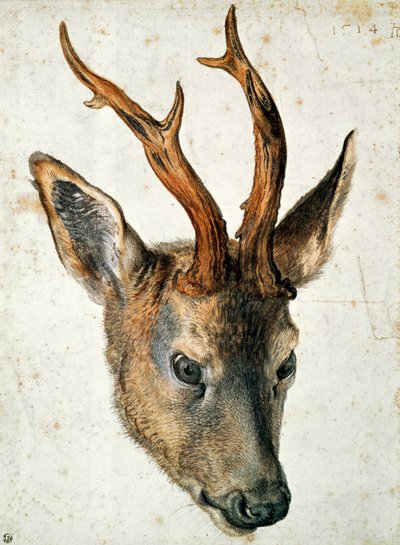 Karaca Başkanı (kağıt üzerinde kalem ve mürekkep ve wc) by Albrecht Dürer