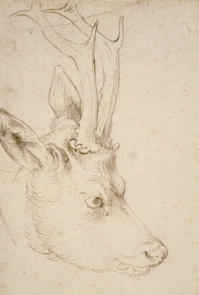 Bir Roebuck Başkanı by Albrecht Dürer