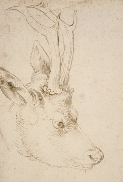 Bir Roebuck Başkanı, 1503 by Albrecht Dürer