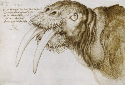 Bir Mors Başkanı, 1521. by Albrecht Dürer
