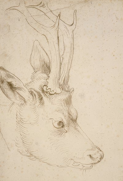 Karaca başı. 1503 civarında by Albrecht Dürer