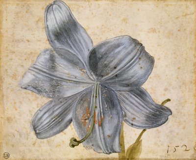 Zambak çalışması, 1526. by Albrecht Dürer