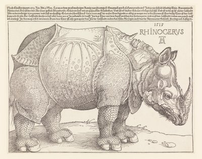 gergedan by Albrecht Dürer