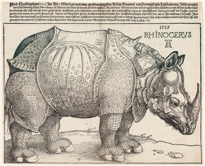 gergedan by Albrecht Dürer