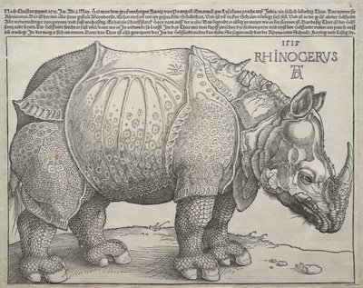 gergedan by Albrecht Dürer