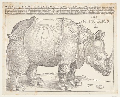 gergedan by Albrecht Dürer