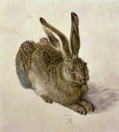 genç tavşan by Albrecht Dürer