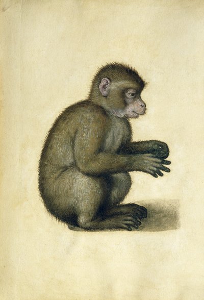 Maymun (kağıt üzerine sulu boya ve guaj boya) by Albrecht Dürer