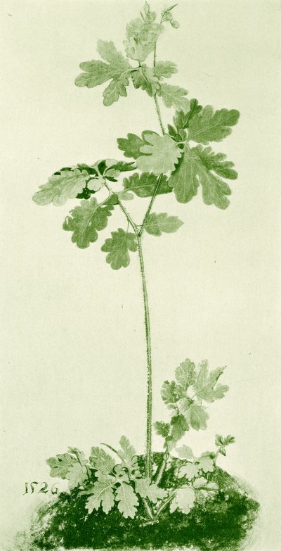 Kırlangıçotu by Albrecht Dürer