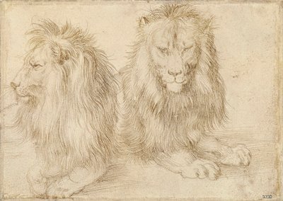 İki Oturan Aslan - Çizim Albrecht Durer (1471-1528) by Albrecht Dürer