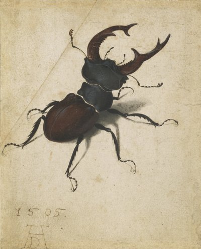 Geyik böceği by Albrecht Dürer