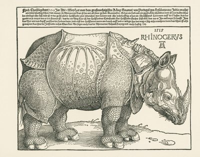 Gergedan by Albrecht Dürer or Duerer