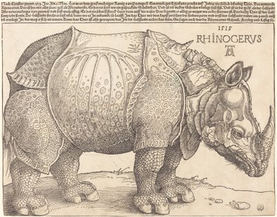 gergedan by Albrecht Dürer