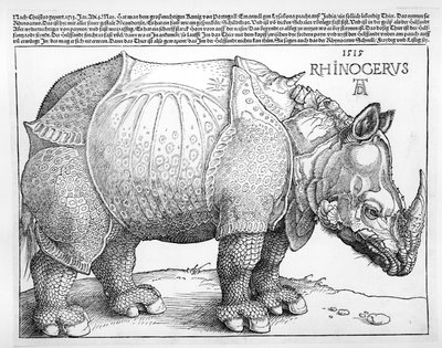 Gergedan, 1515 by Albrecht Dürer