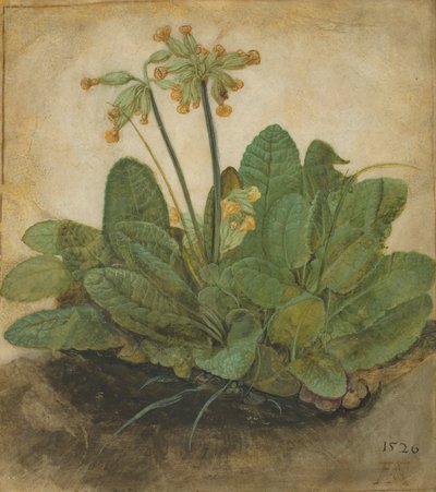 Sığır Kayma Tutamları, 1526 by Albrecht Dürer