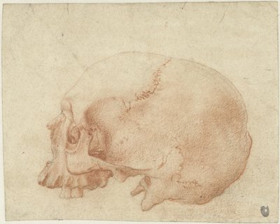 Bir kafatası çalışması by Alessandro Allori