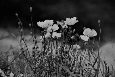 Topluluk,2019,(fotoğraf) by Alex Caminker