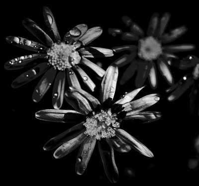 Üçlü yıldız,2019,(fotoğraf) by Alex Caminker