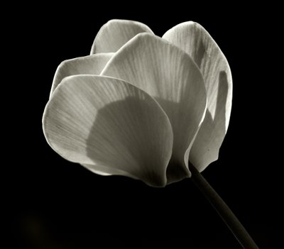 İsimsiz,2019,(fotoğraf) by Alex Caminker