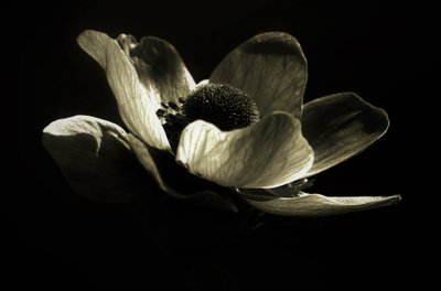 İsimsiz,2019,(fotoğraf) by Alex Caminker