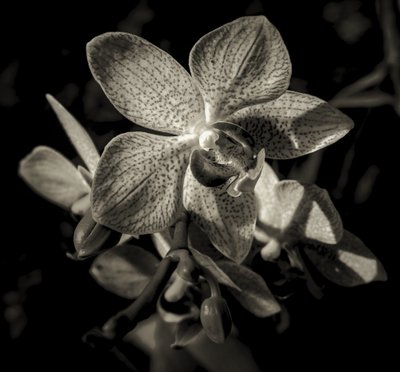 başka bir dünya,2019,(fotoğraf) by Alex Caminker