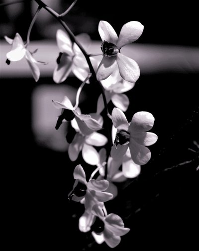 demet,2019,(fotoğraf) by Alex Caminker