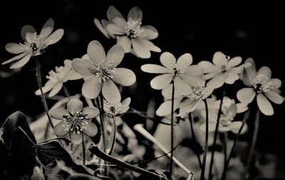 koro,2019,(fotoğraf) by Alex Caminker